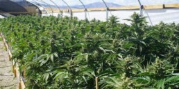 Concerns Mount Over Marijuana Crop Expansion