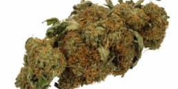 420 Marijuana Reviews: The Euforia Strain