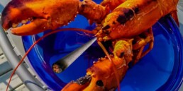 Getting Lobsters High On Weed Is Illegal In Maine, weed news, maine marijuana